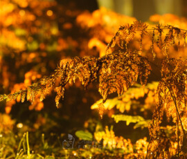 Paproć © Arkadiusz Listkiewicz, all rights reserved