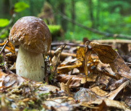 © Arkadiusz Listkiewicz, all rights reserved