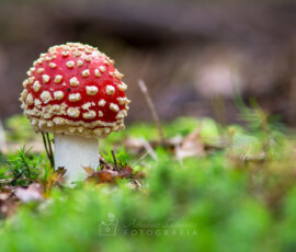 © Arkadiusz Listkiewicz, all rights reserved