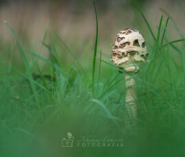 © Arkadiusz Listkiewicz, all rights reserved