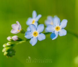 Niezapominajki © Arkadiusz Listkiewicz, all rights reserved