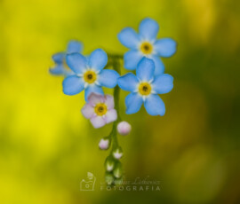 Niezapominajki © Arkadiusz Listkiewicz, all rights reserved
