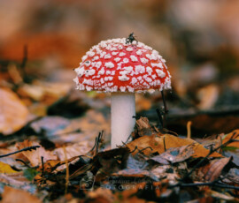 © Arkadiusz Listkiewicz, all rights reserved
