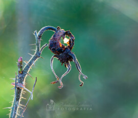 © Arkadiusz Listkiewicz, all rights reserved