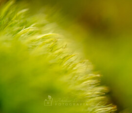 © Arkadiusz Listkiewicz, all rights reserved