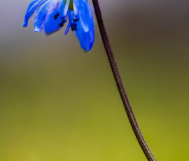 Cebulica syberyjska © Arkadiusz Listkiewicz, all rights reserved