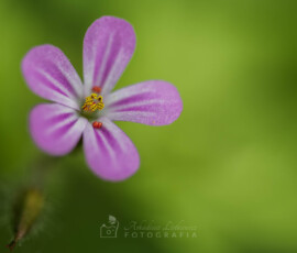 Bodziszek © Arkadiusz Listkiewicz, all rights reserved