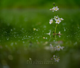 Okrężnica bagienna© Arkadiusz Listkiewicz, all rights reserved