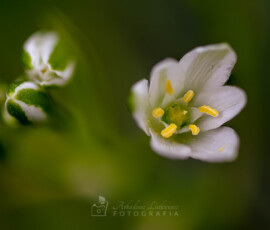Gwiazdnica © Arkadiusz Listkiewicz, all rights reserved