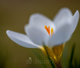 Krokus © Arkadiusz Listkiewicz, all rights reserved