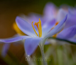 Szafran © Arkadiusz Listkiewicz, all rights reserved