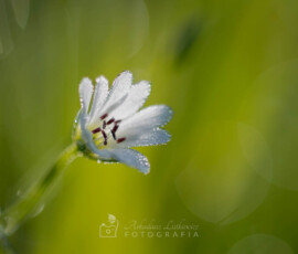 Gwiazdnica © Arkadiusz Listkiewicz, all rights reserved