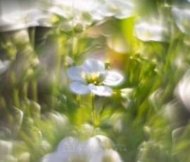 © 2024 Arkadiusz Listkiewicz, all rights reserved