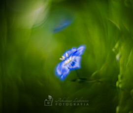 Kwiat lnu (Helios 44M swirly bokeh)