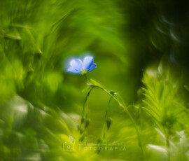 Kwiat lnu (Helios 44M swirly bokeh)