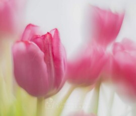 Tulipany