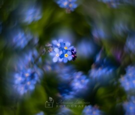 Niezapominajki (Helios 44-2 swirly bokeh)