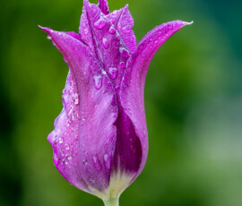 Tulipan