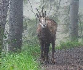 Kozica tatrzańska nad Reglami