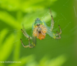 © Arkadiusz Listkiewicz, all rights reserved
