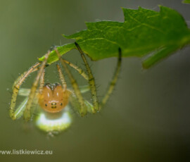 © Arkadiusz Listkiewicz, all rights reserved