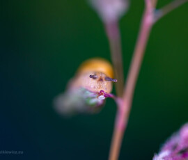 © Arkadiusz Listkiewicz, all rights reserved