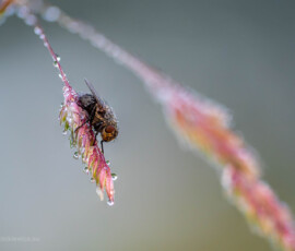 © Arkadiusz Listkiewicz, all rights reserved