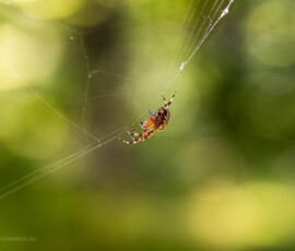© Arkadiusz Listkiewicz, all rights reserved